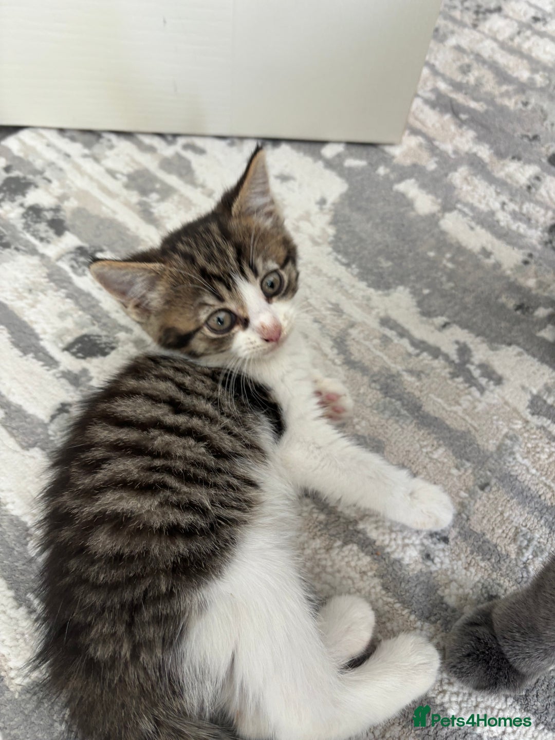 Mixed Breed cats for sale: Female kitty for sale - ready to leave  - Image 9