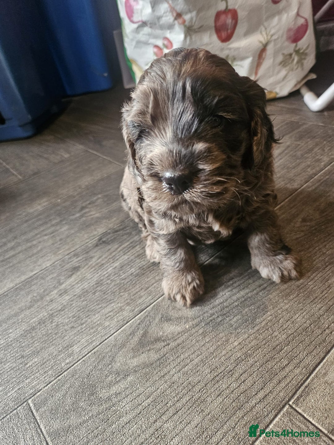 Cockapoo dogs for sale: Cockapoo puppies  - Advert 6