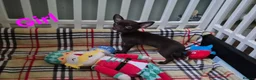 Chihuahua dogs for sale: ❤️Stunning Chocolate Chihuahua Puppies 🐾 - Advert 7