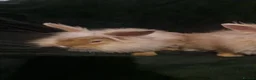 Mixed Breed rabbits for sale: baby rabbits  - Advert 6