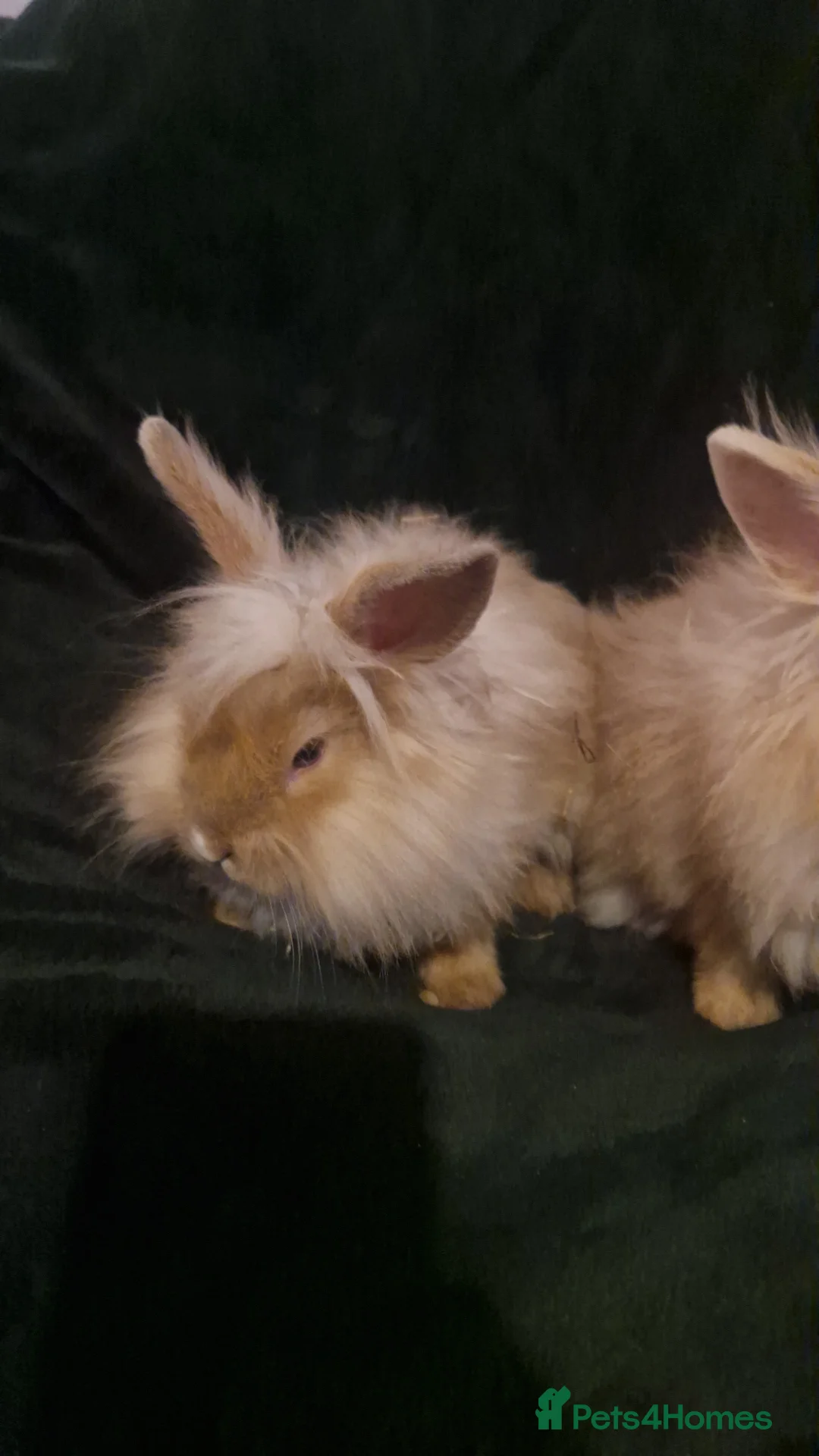 Mixed Breed rabbits for sale: baby rabbits  - Advert 6