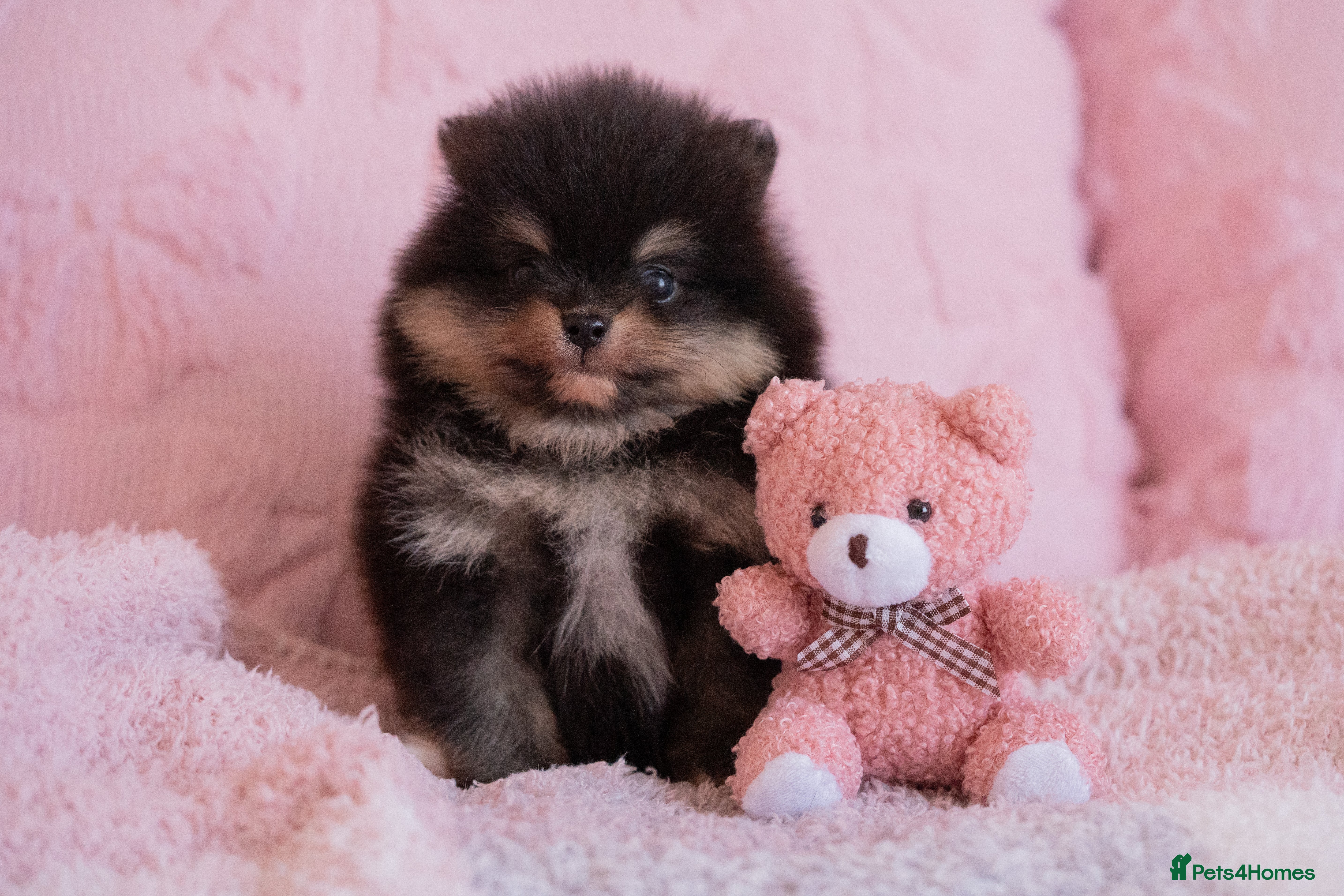 Pomeranian dogs KC registered Pomeranian Puppies - Advert 2