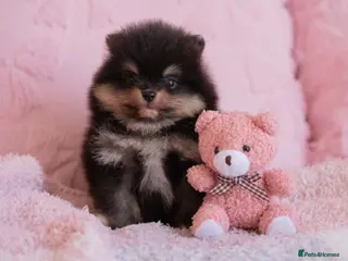 Pomeranian dogs KC registered Pomeranian Puppies - Advert 2