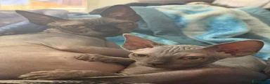 Sphynx 1