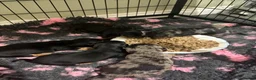Miniature Dachshund dogs for sale: 5 stunning mini dachshunds for sale❤️🏡🥰 - Advert 5