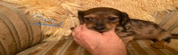 Miniature Dachshund dogs for sale: MINIATURE DACHSHUND PUPPIES  - Advert 13