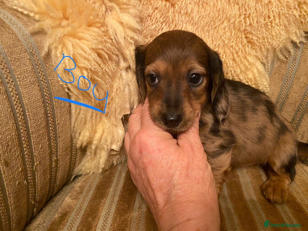 Miniature Dachshund dogs for sale: MINIATURE DACHSHUND PUPPIES  - Advert 13