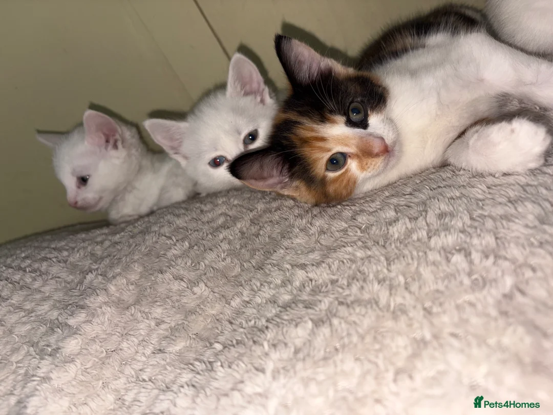 Mixed Breed cats for sale: 4 beautiful kittens ready for a new home.  - Advert 10