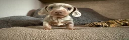 Miniature Dachshund dogs for sale: Two beautiful KC registered puppies  in Hull - Advert 5