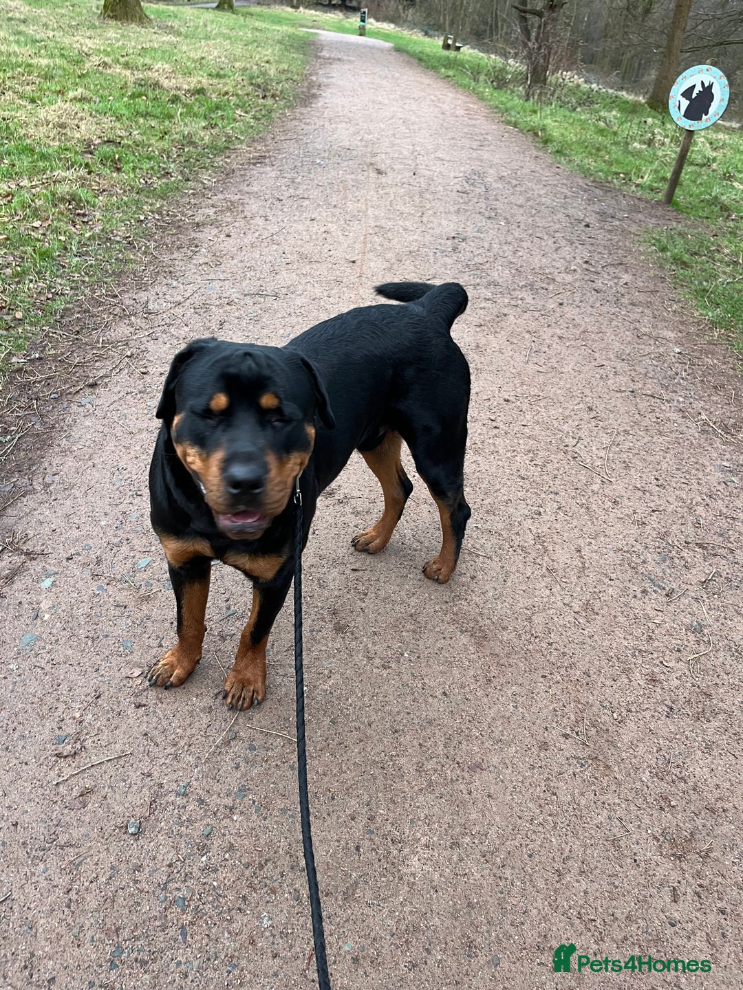 Rottweiler dogs for sale: Cuddly, Super Friendly Rottie for Sale - Image 12
