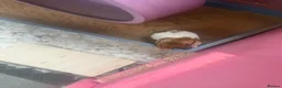 Hamster rodents for sale: Syrian hamster free to a good home  - Advert 11