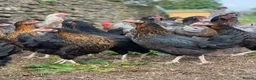 Chickens poultry for sale: Free range point of lay hens available 🧡 - Advert 21