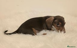 Miniature Dachshund dogs for sale: REDUCED LITTER KC REG mini Daxi  - Image 14
