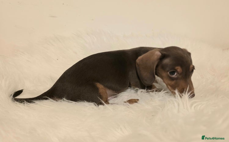 Miniature Dachshund dogs - Advert 7
