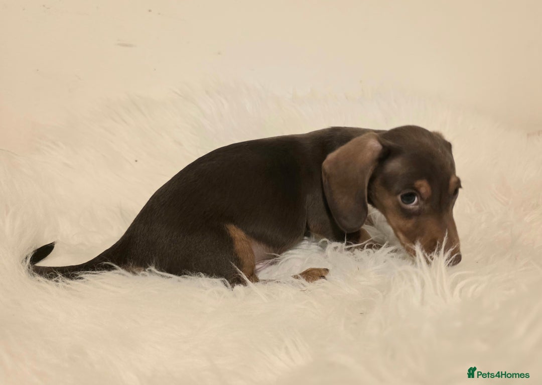 Miniature Dachshund dogs for sale: REDUCED LITTER KC REG mini Daxi  - Image 14