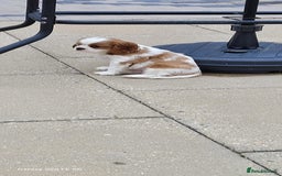 Cavalier King Charles Spaniel dogs for sale: Male Cavalier King Charles spaniel  - Image 8