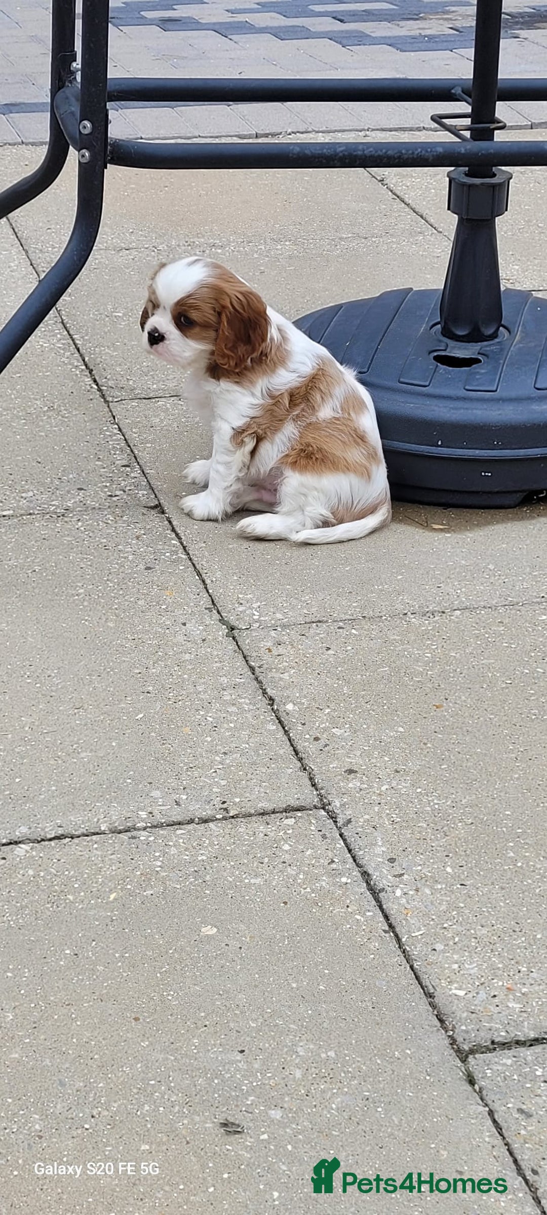 Cavalier King Charles Spaniel dogs for sale: Male Cavalier King Charles spaniel  - Image 8
