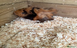 Guinea Pig rodents for sale: Guinea pig babies for sale - Image 5
