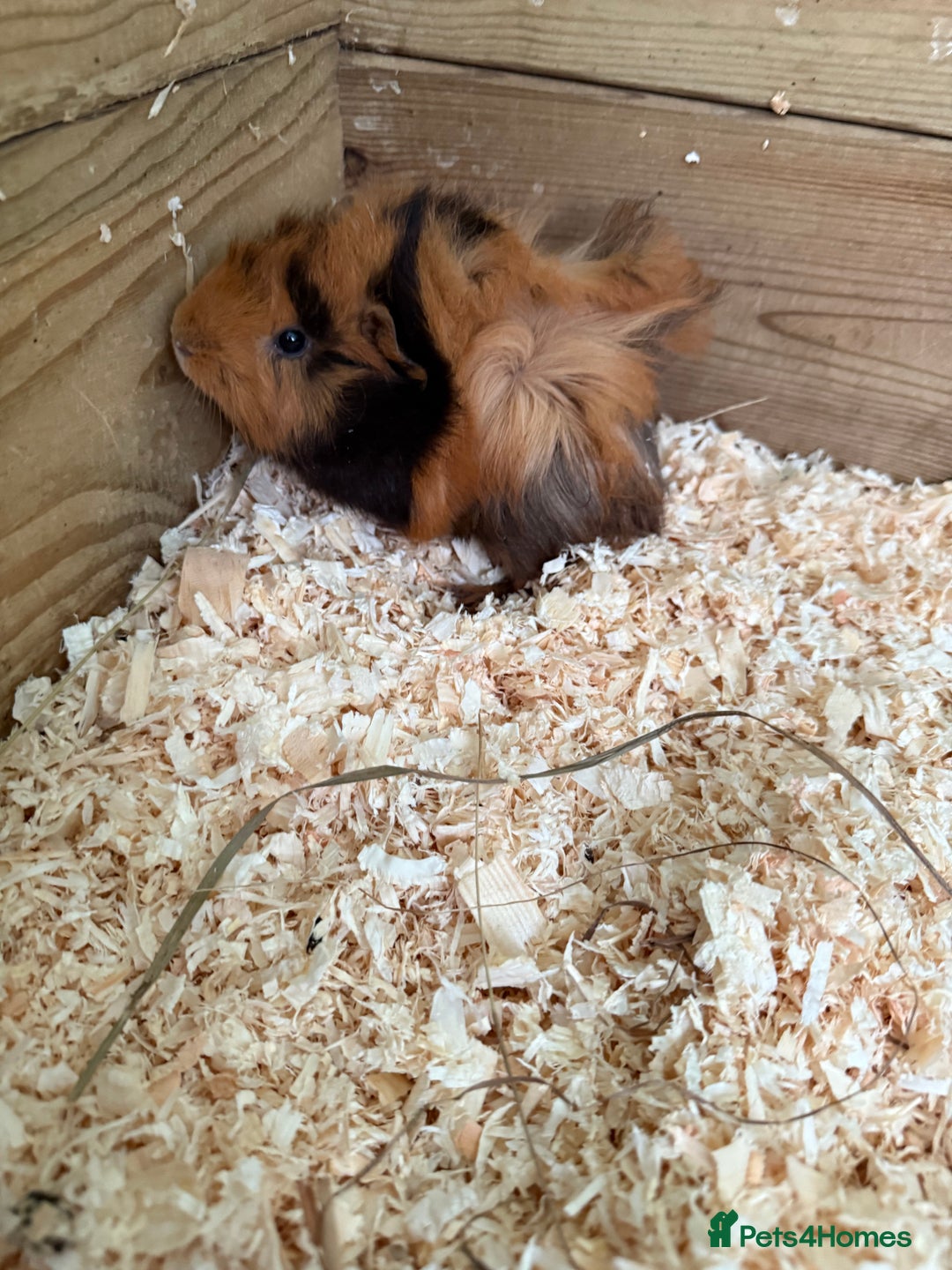 Guinea Pig rodents for sale: Guinea pig babies for sale - Image 5