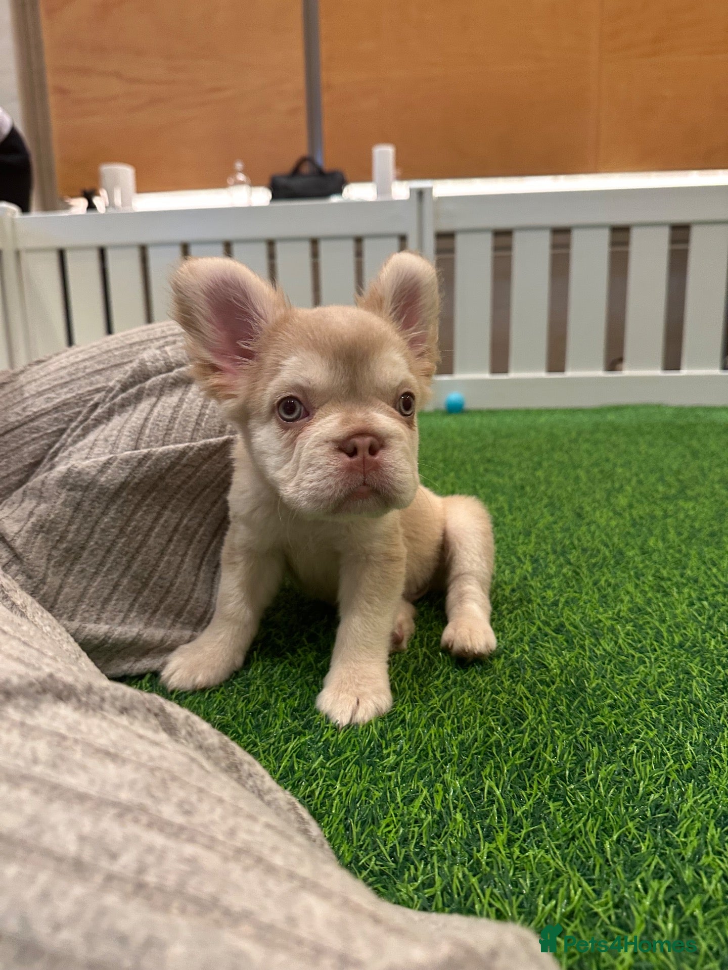 French Bulldog dogs French bull dogs  - Advert 12