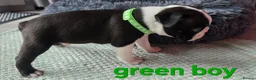 Boston Terrier dogs for sale: ⭐️KC registered beautiful Boston terrier puppies - Advert 31