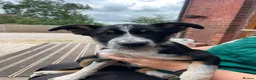 Border Collie dogs for sale: Border Collie Puppies Tri Colour - Advert 3