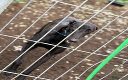 Greyhound dogs for sale: Retired Greyhounds  - Image 4