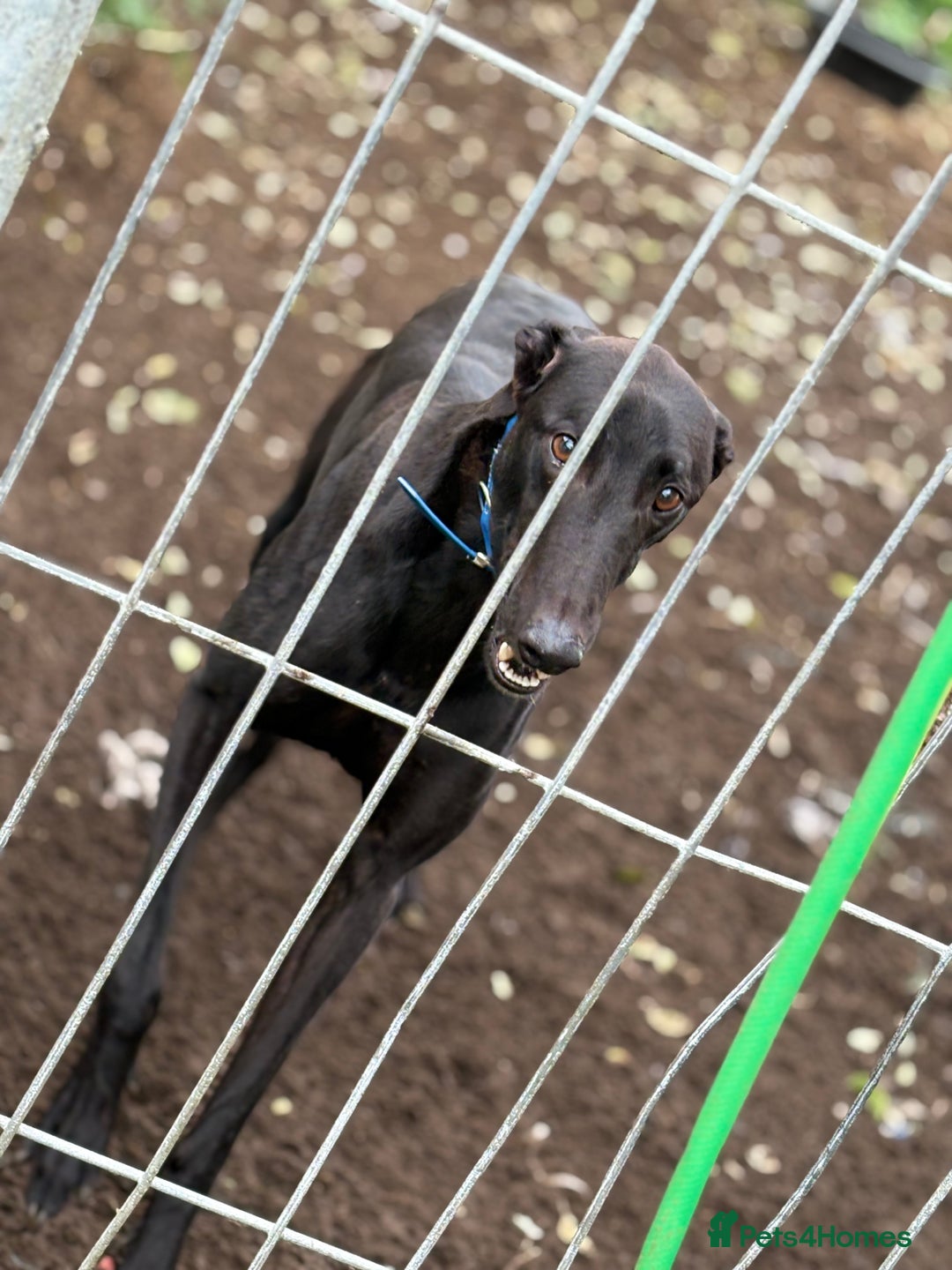 Greyhound dogs for sale: Retired Greyhounds  - Image 4