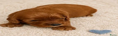 Cavapoo Puppy 1
