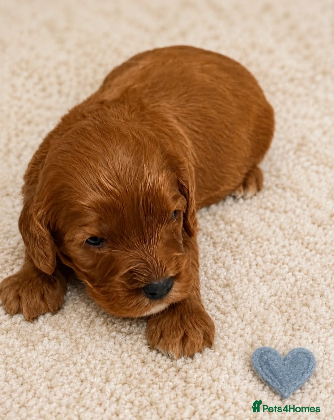 Cavapoo dogs for sale: Beautiful F1b Cavapoo’s 🧬 Health Tested Parents - Advert 11