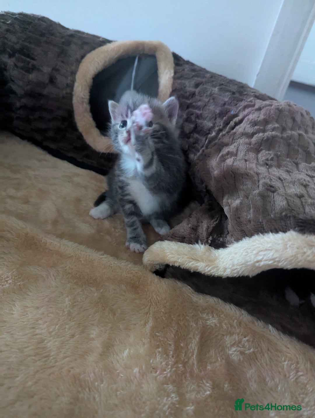 Mixed Breed cats for sale: Beautiful mix breed kittens ready from 26th - Advert 2