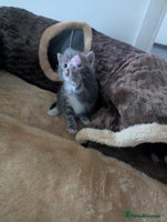 Mixed Breed cats Beautiful mix breed kittens ready from 26th - Advert 4