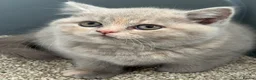 British Shorthair cats for sale: 💜❤️BSH babies , red, lilac  - Advert 9