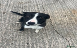 Border Collie dogs for sale: Bess - 2 year old bitch - Image 5