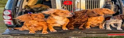 Cocker Spaniel dogs for sale: Outstanding Working Cocker Spaniel Puppy Female - Advert 17