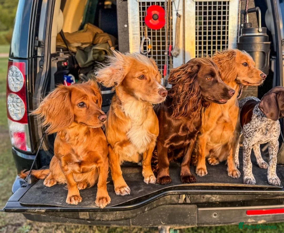 Cocker Spaniel dogs for sale: Outstanding Working Cocker Spaniel Puppy Female - Advert 17