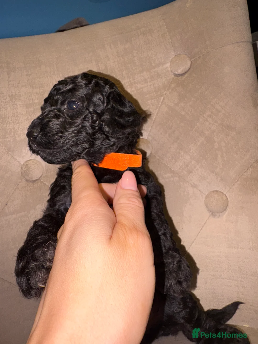 Cockapoo dogs for sale: Beautiful litter of 10 Cockapoo pups  - Advert 22