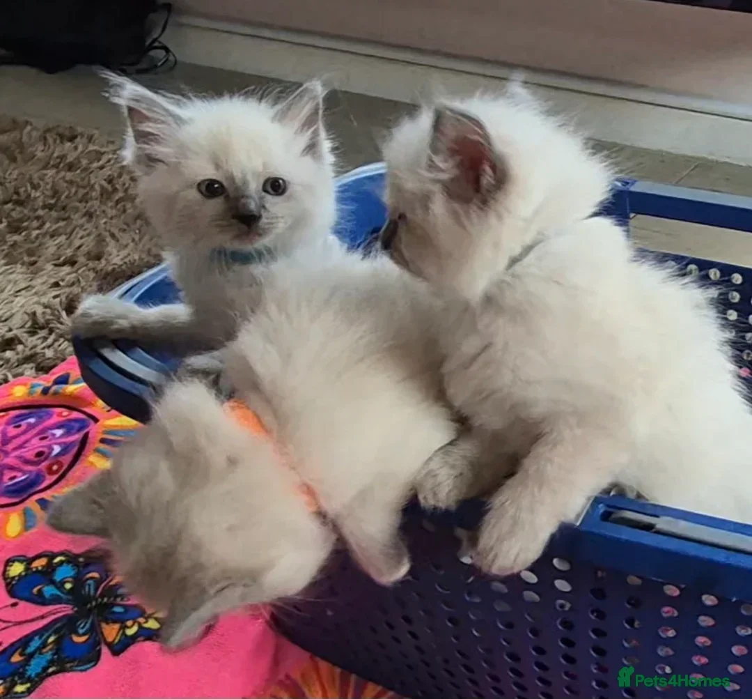 Ragdoll cats for sale: 💙 Blue Point Ragdoll Kittens – Family Raised - Advert 8