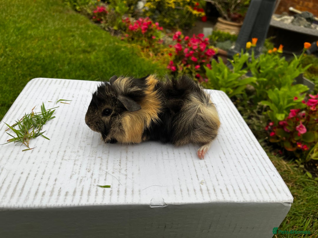 Guinea Pig rodents for sale: Baby boars  - Image 7