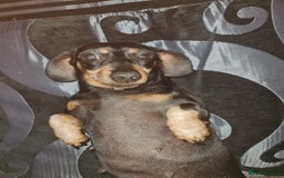 Miniature Dachshund dogs for sale: Miniature dachshund rehome - Image 2