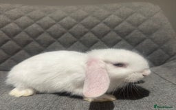 Mini Lop rabbits for sale: Mini Lop Bunnies  - Image 10