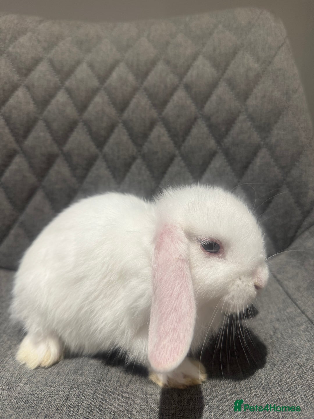 Mini Lop rabbits for sale: Mini Lop Bunnies  - Image 10