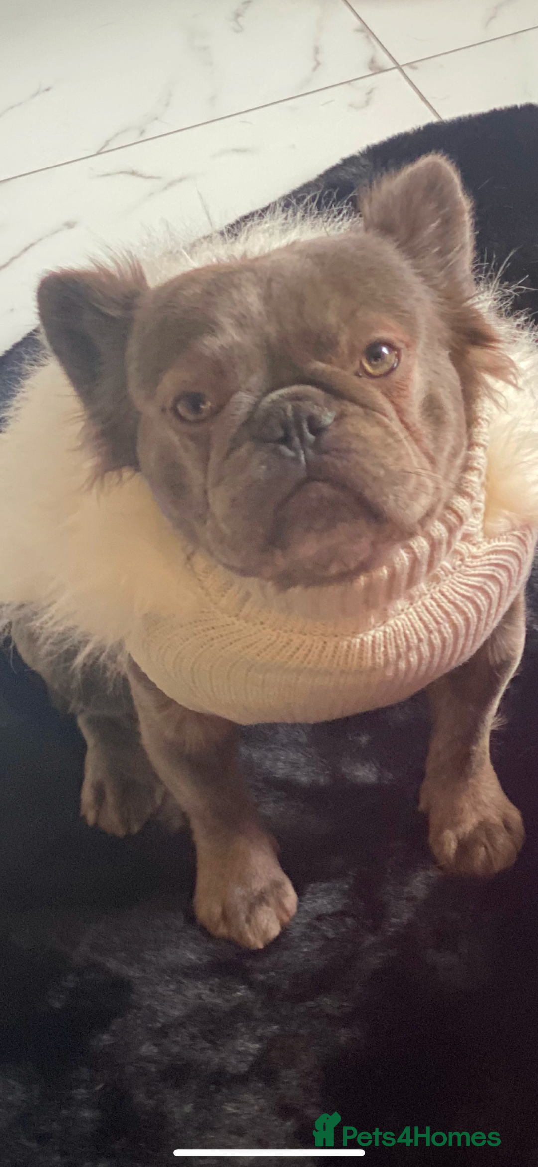 French Bulldog dogs for sale: Gorgeous Fluffy Female French Bulldog - Advert 2
