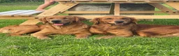 Golden Retriever dogs for stud: Gorgeous red golden retriever for stud - Advert 6