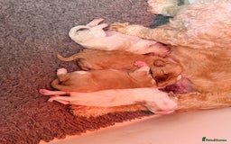 Cavapoochon dogs for sale: Cavapoochon puppies - Image 12