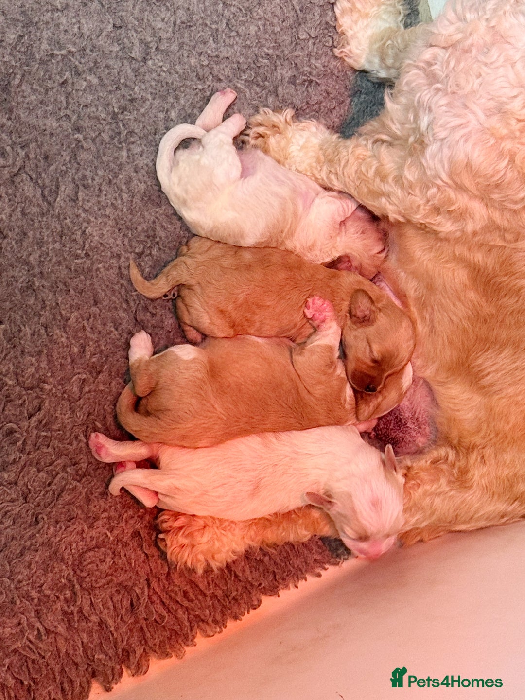 Cavapoochon dogs for sale: Cavapoochon puppies - Image 12