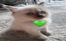 Ragdoll cats for sale: 6 blue point ragdolls for sale 5 boys 1 girl  - Image 5