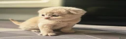 Scottish Fold cats for sale: Scottish Fold/ Straight kittens  in Ripon - Advert 5