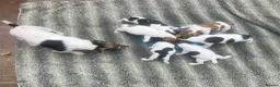 Jack Russell dogs for sale: Fantastic jack russel puppies - Advert 2