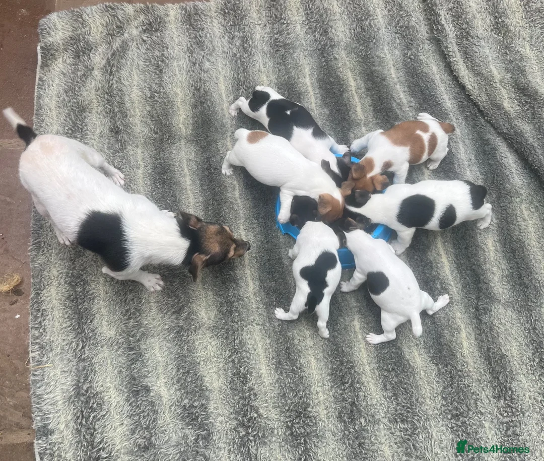 Jack Russell dogs for sale: Fantastic jack russel puppies - Advert 2